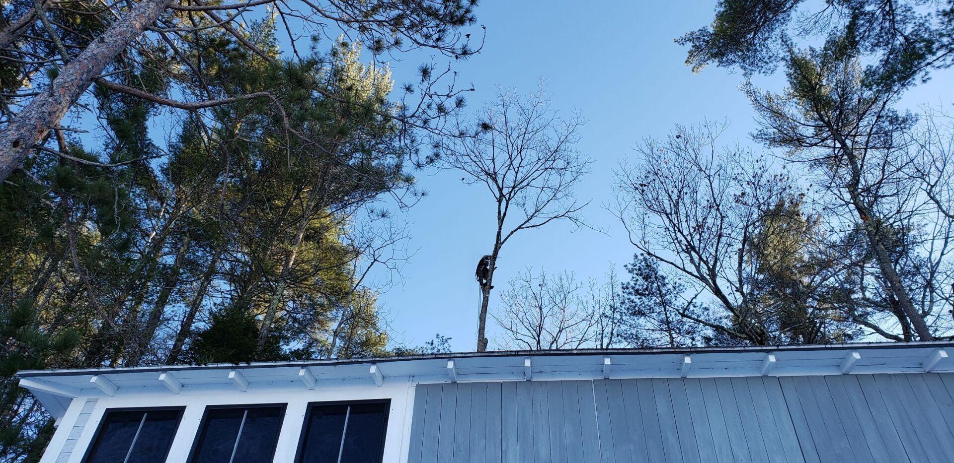 A roof with solar panels on it and trees in the background.