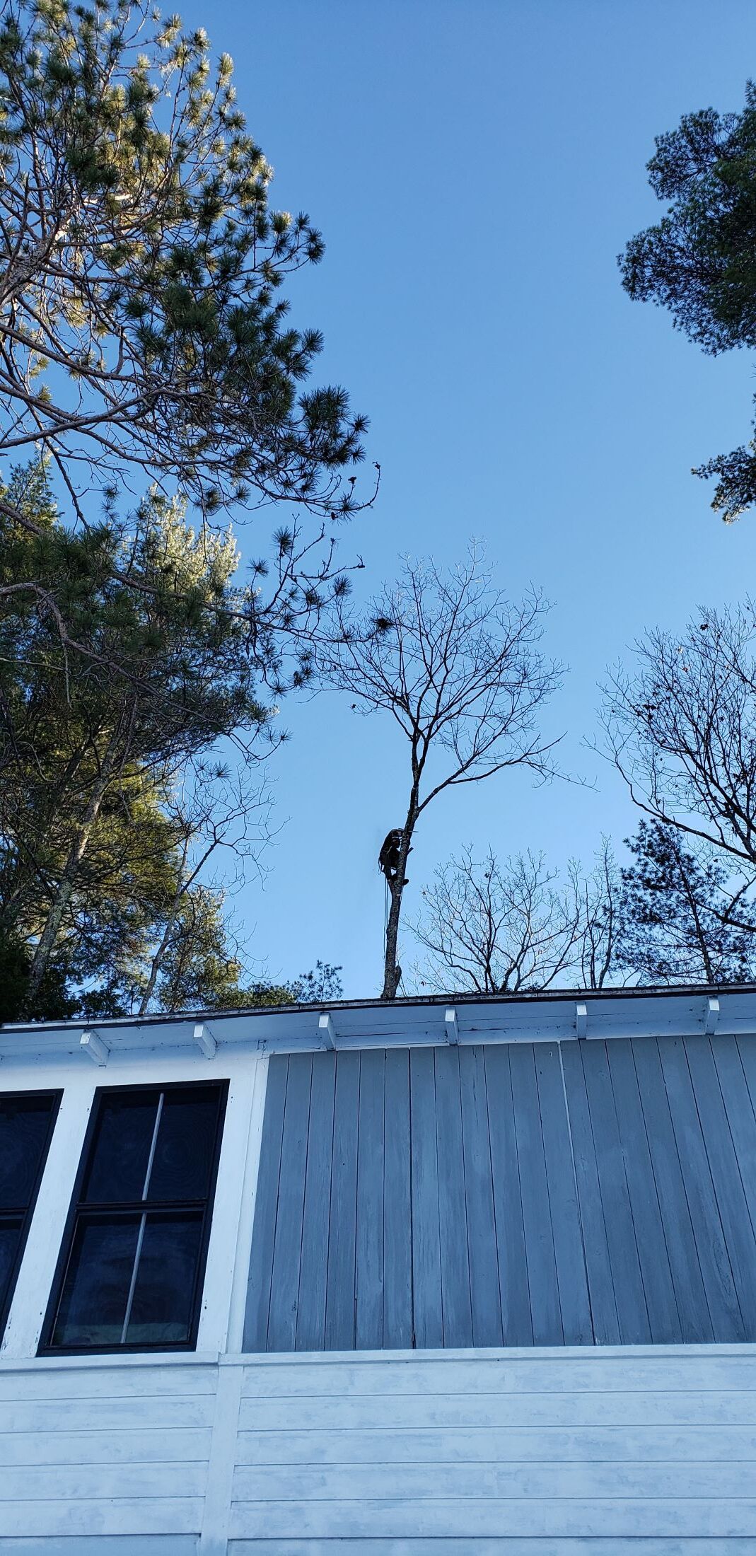 A roof with solar panels on it and trees in the background.