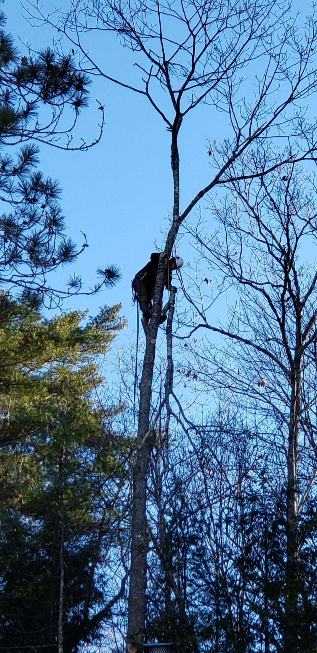 A man is climbing a tree in the woods.