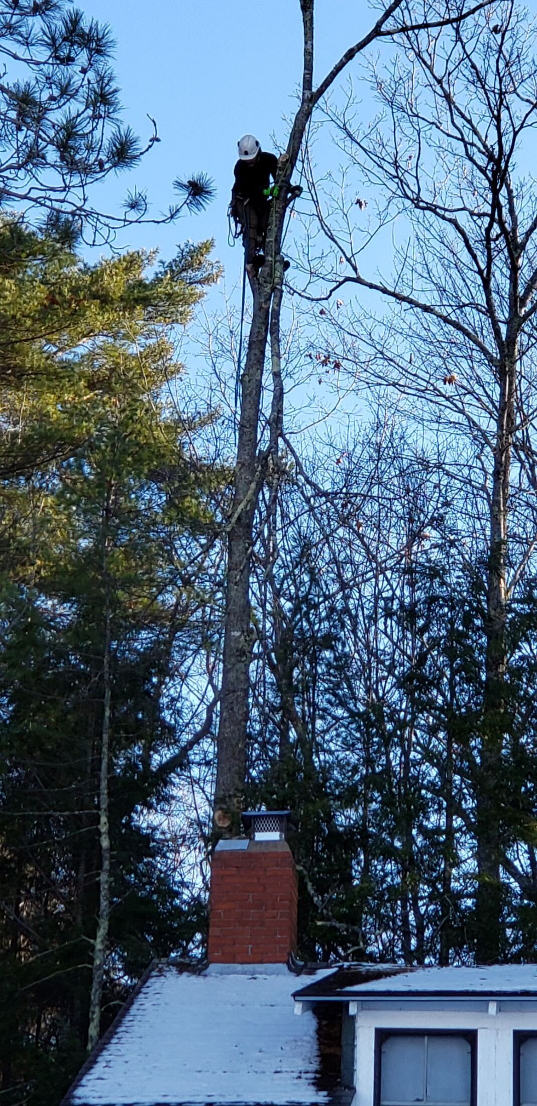 A man is climbing a tree next to a chimney.