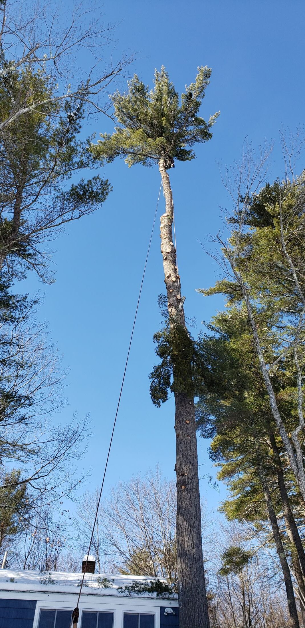 A large pine tree is being cut down by a crane.