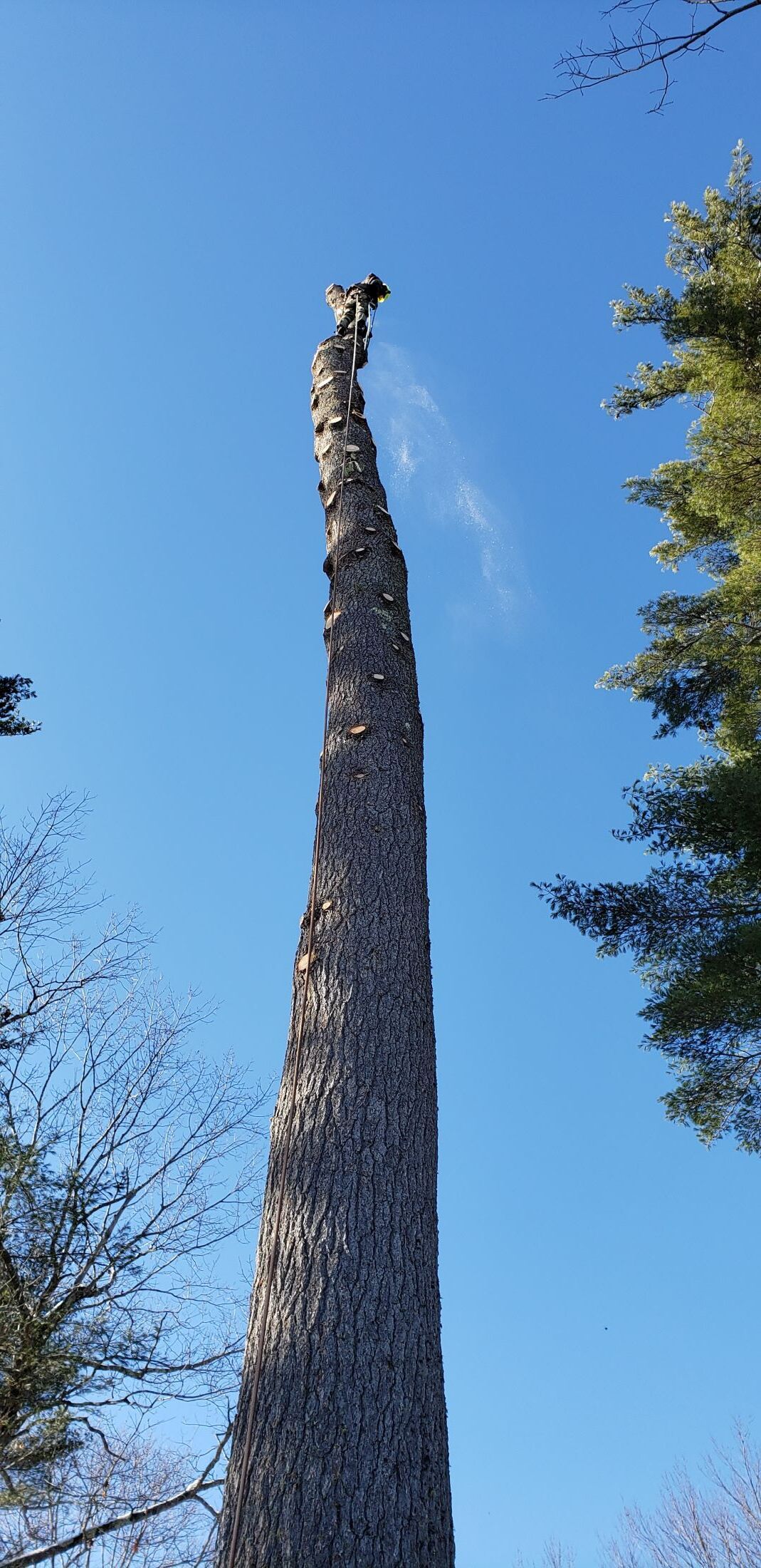 A tall tree stump against a blue sky with trees in the background.