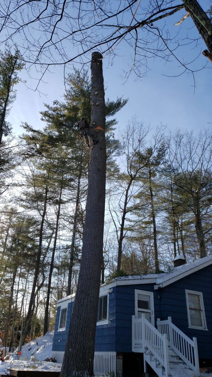 A large pine tree is being cut down in front of a blue house.