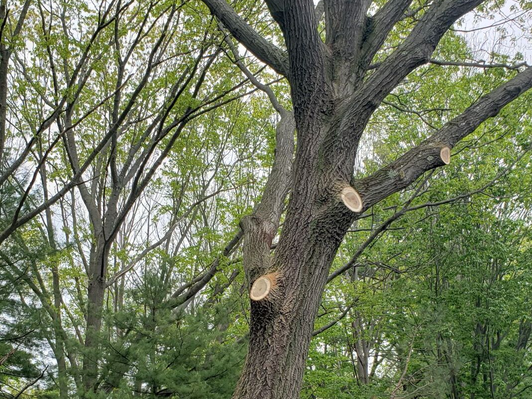 A tree with a lot of branches cut off from it.