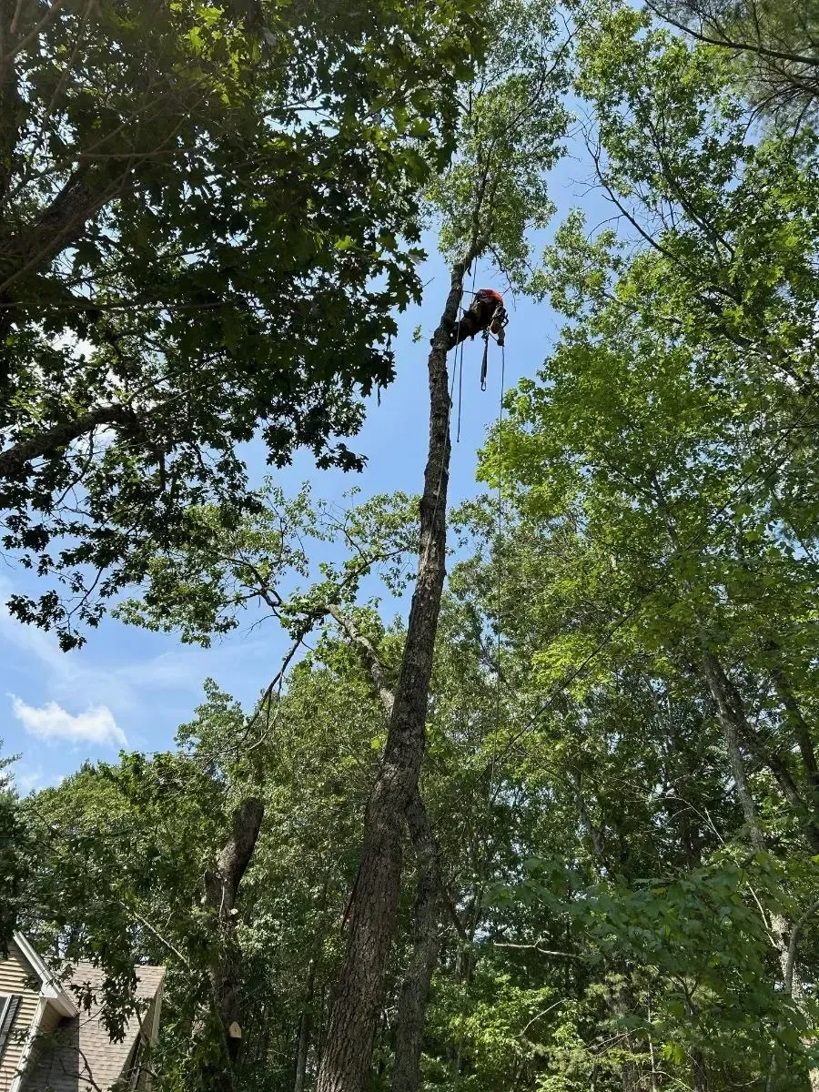 A tree trimmer in harness cuts a tall tree with a blue sky backdrop.