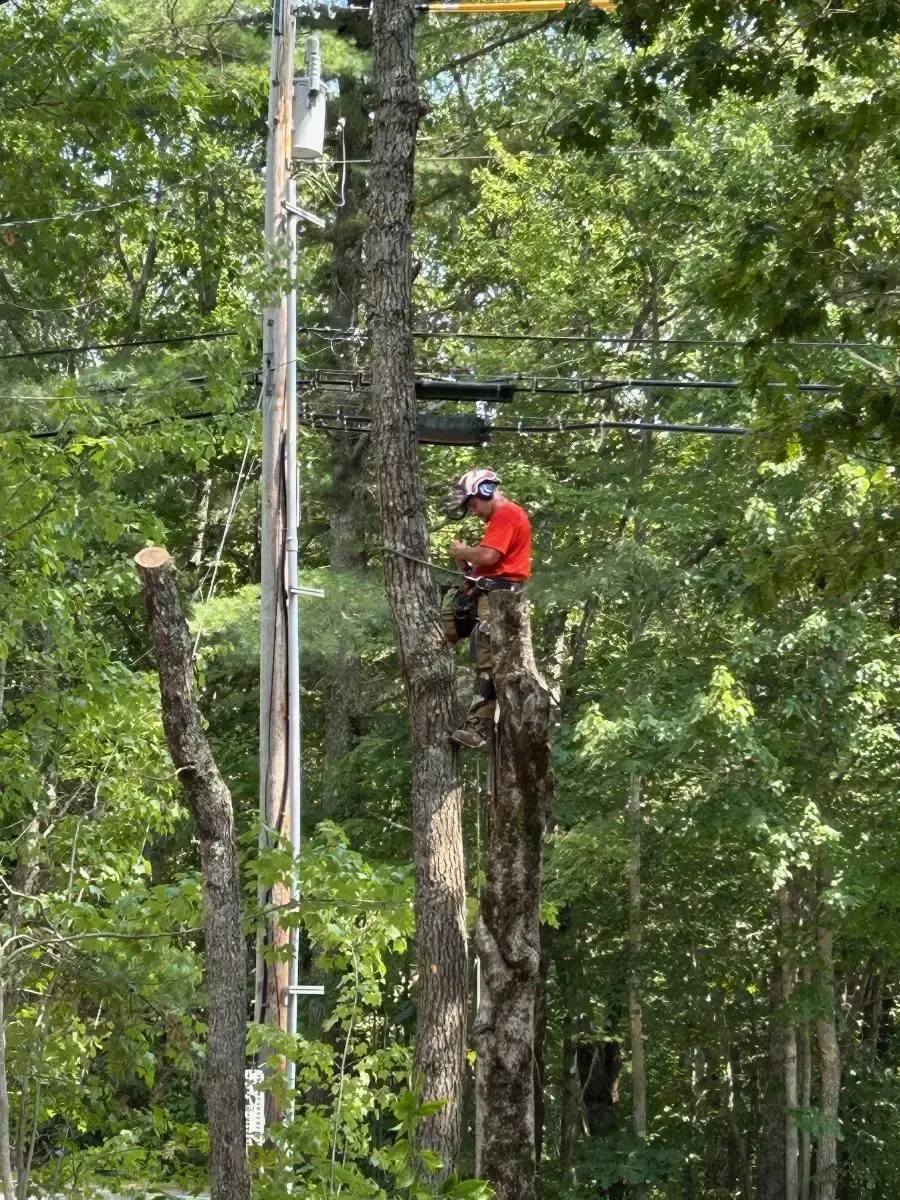 A tree service worker in red shirt atop a tall tree, trimming branches near power lines.