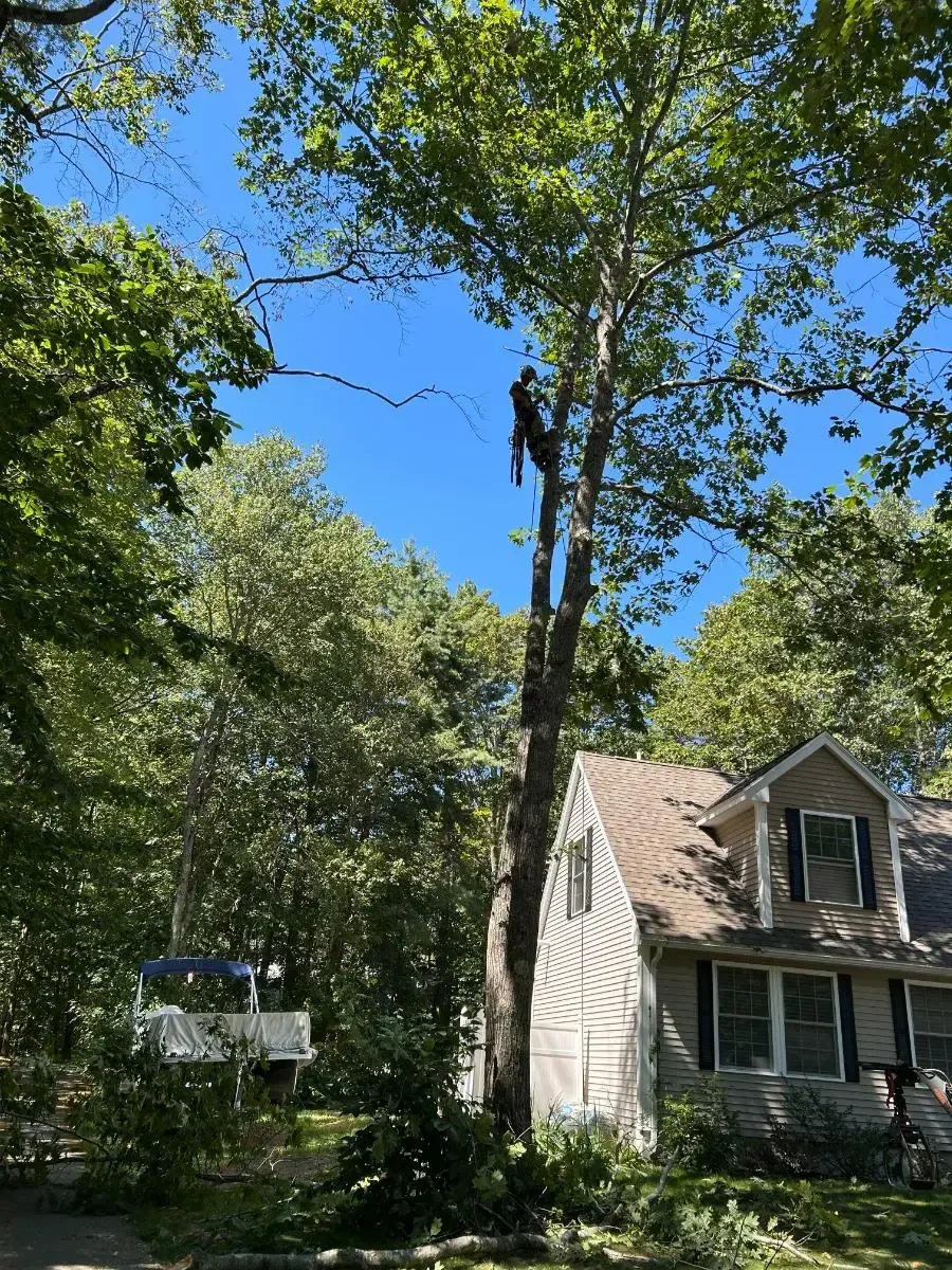 A person in a tree trimming branches near a house on a sunny day.