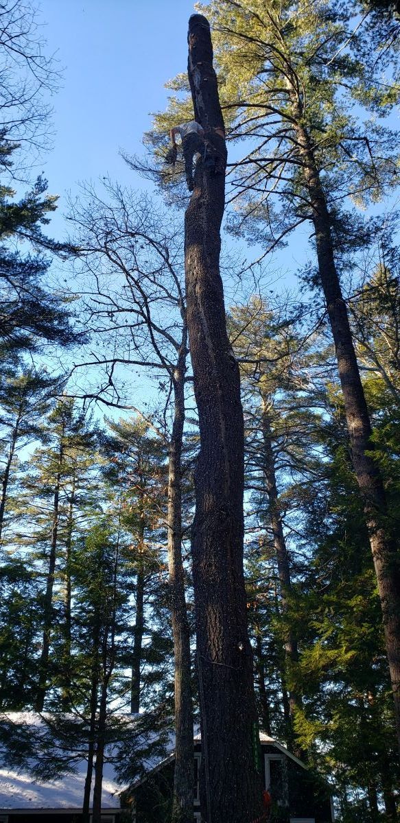 A large tree in the middle of a forest with a house in the background.