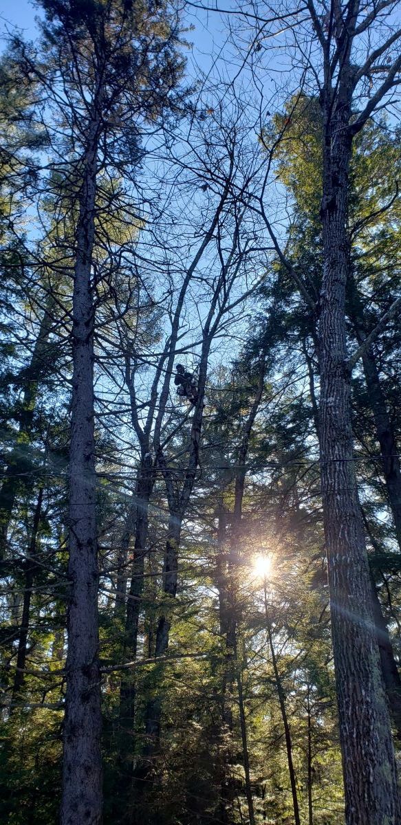 The sun is shining through the trees in the forest.
