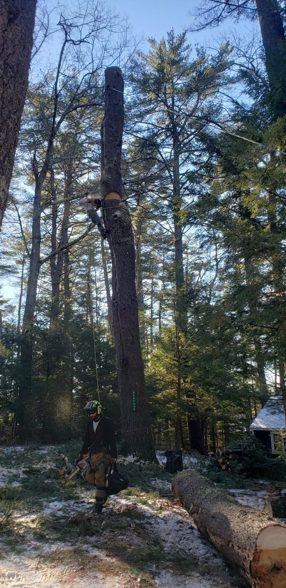 A man is cutting down a large pine tree in the woods.