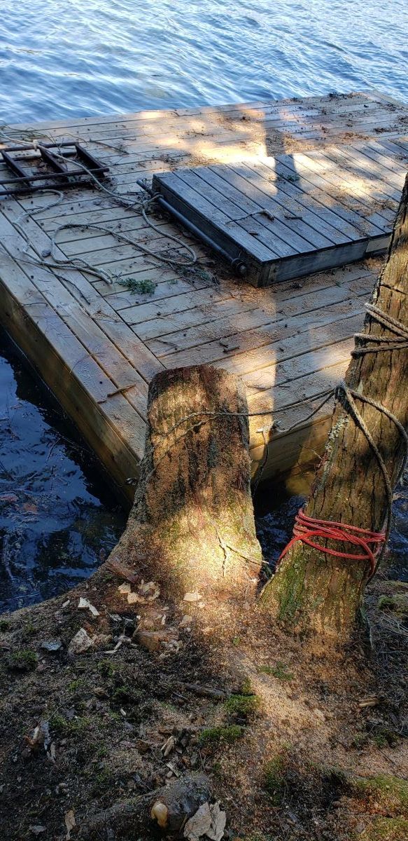 A tree stump is tied to a wooden dock next to a body of water.