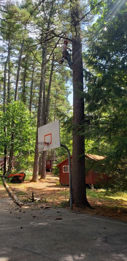 A man is climbing a tree next to a basketball hoop.
