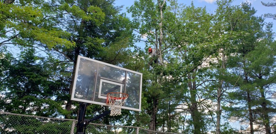 A basketball hoop is surrounded by trees in a park.