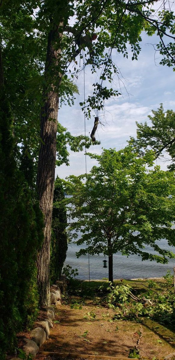 A path surrounded by trees leading to a body of water.