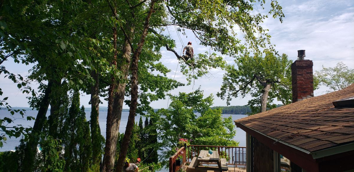 A man is climbing a tree overlooking a lake.