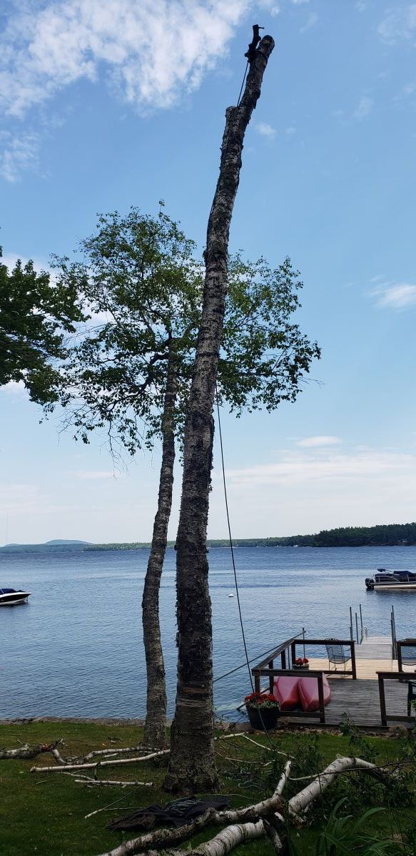 A tree is being cut down on the shore of a lake.