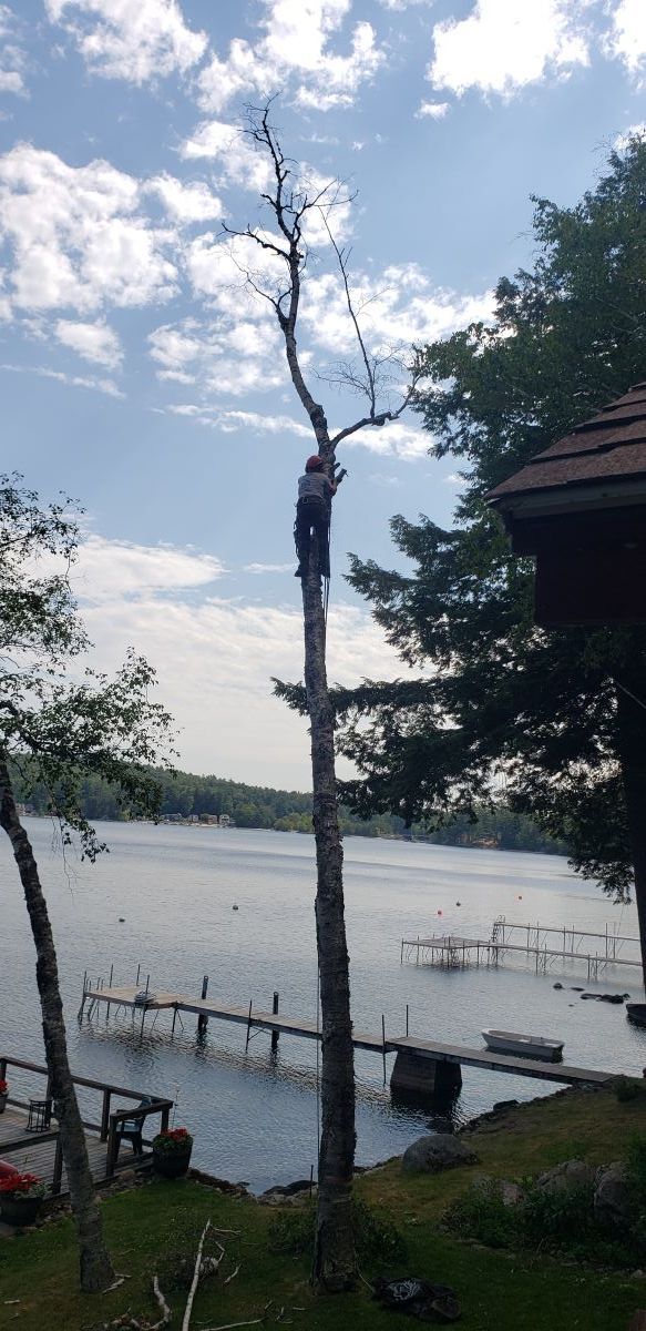 A man is climbing a tree overlooking a lake.