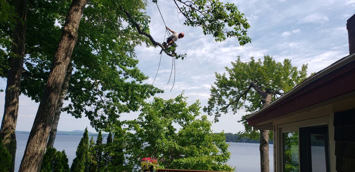 A man is climbing a tree next to a house.