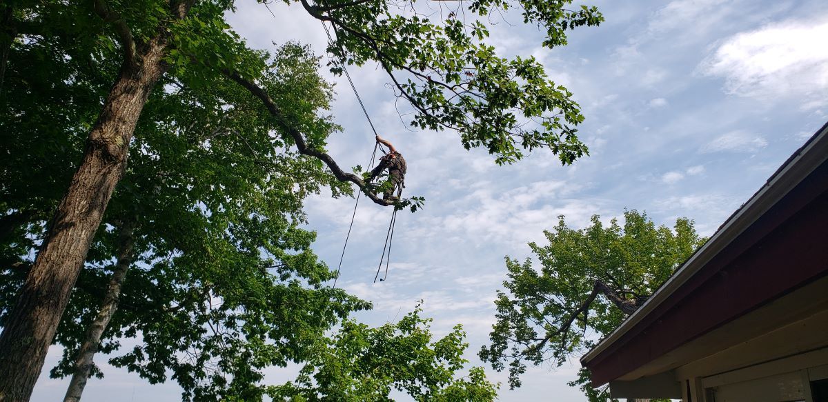 A man is cutting a tree with a chainsaw in front of a house.