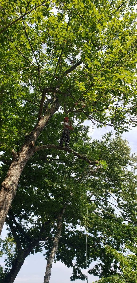 A person is climbing a tree with a chainsaw.