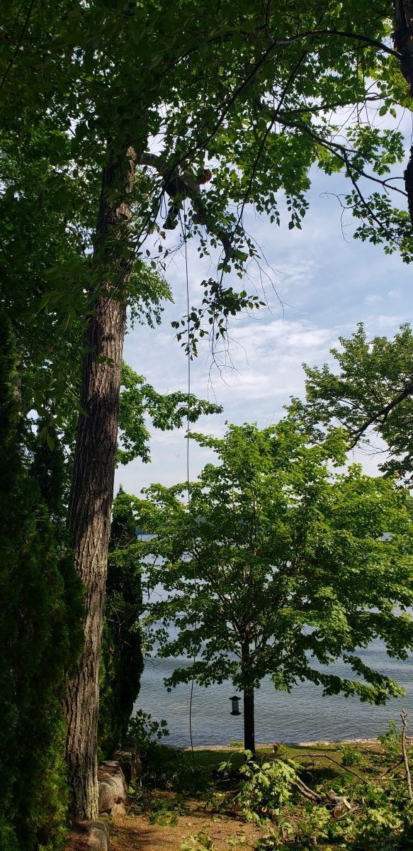 A view of a lake through the trees on a sunny day.
