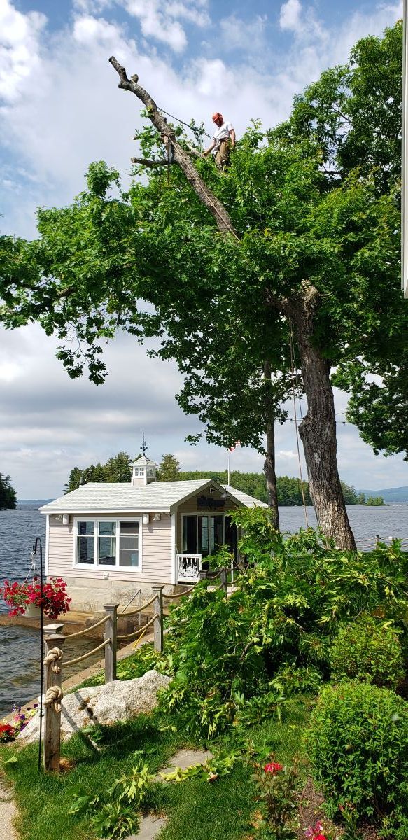 A man is cutting a tree in front of a house next to a body of water.