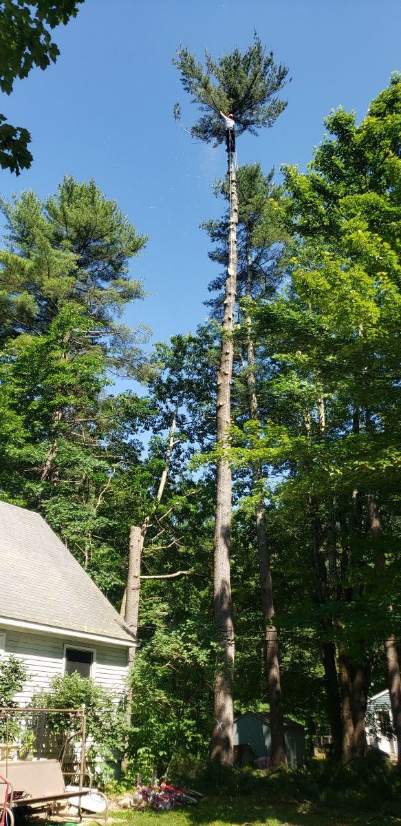 A large pine tree is being cut down in front of a house.