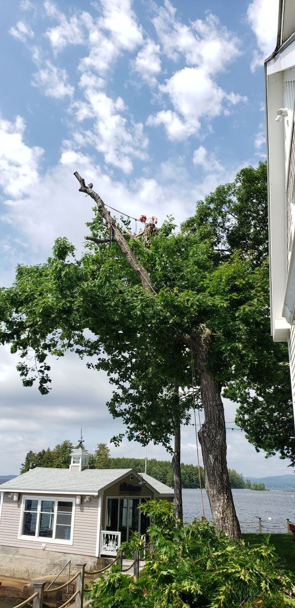 A tree is being cut down in front of a house.