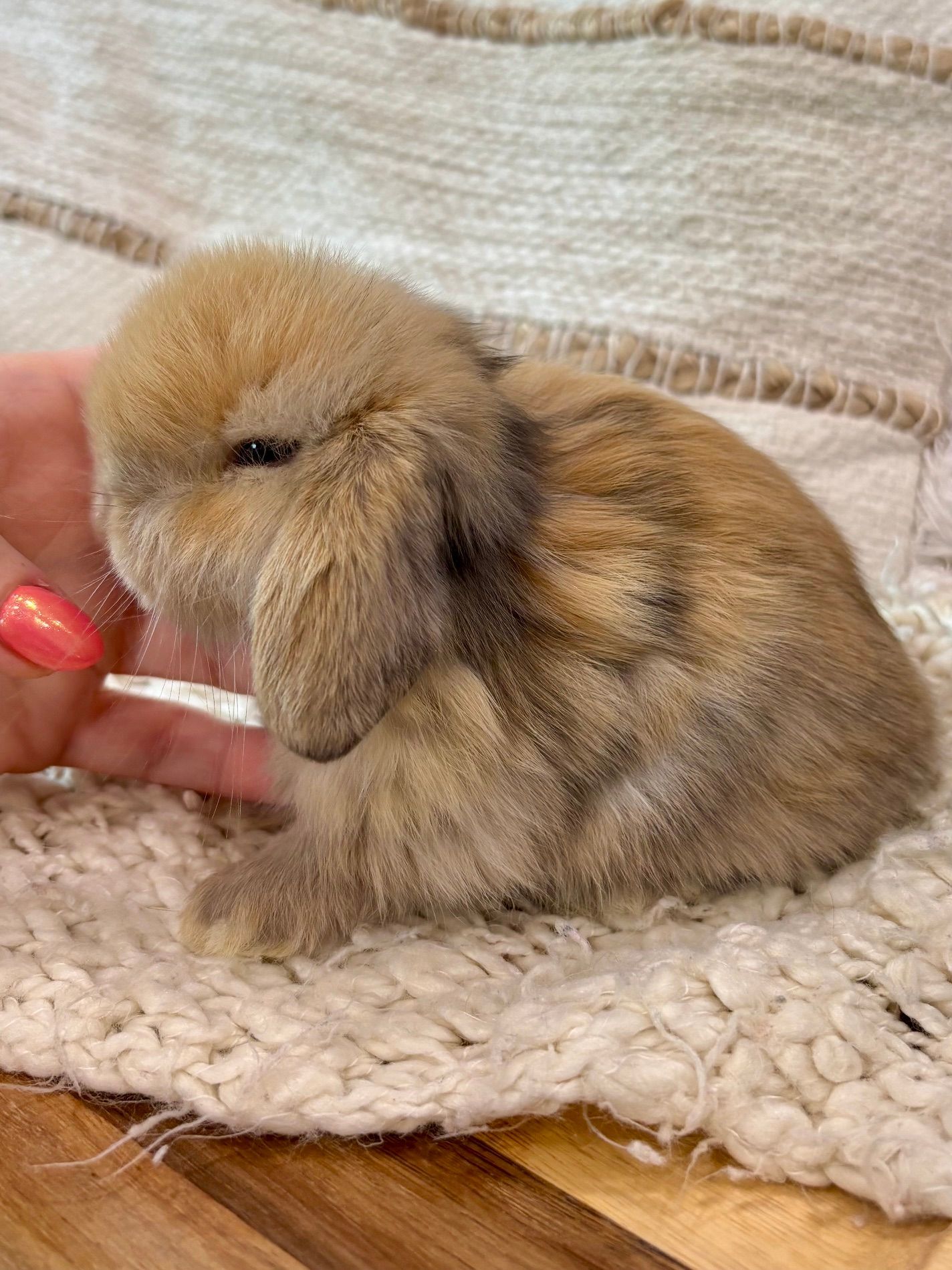 Broken Sable Point Holland Lop