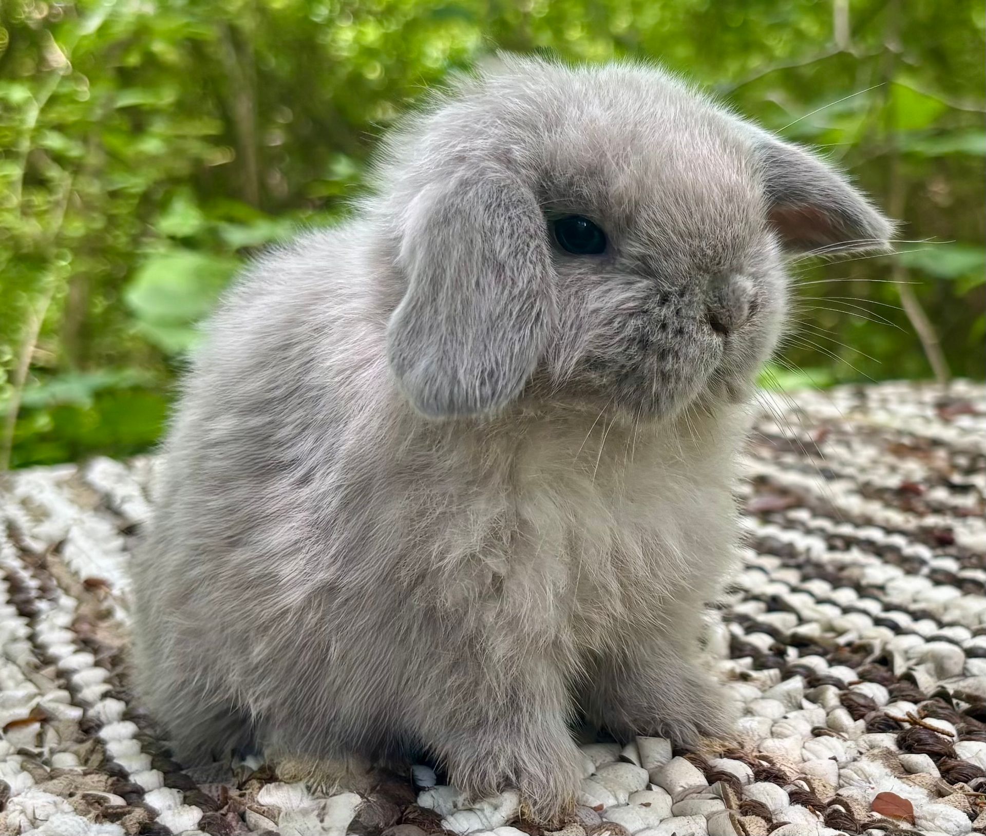 Broken Sable Point Holland Lop