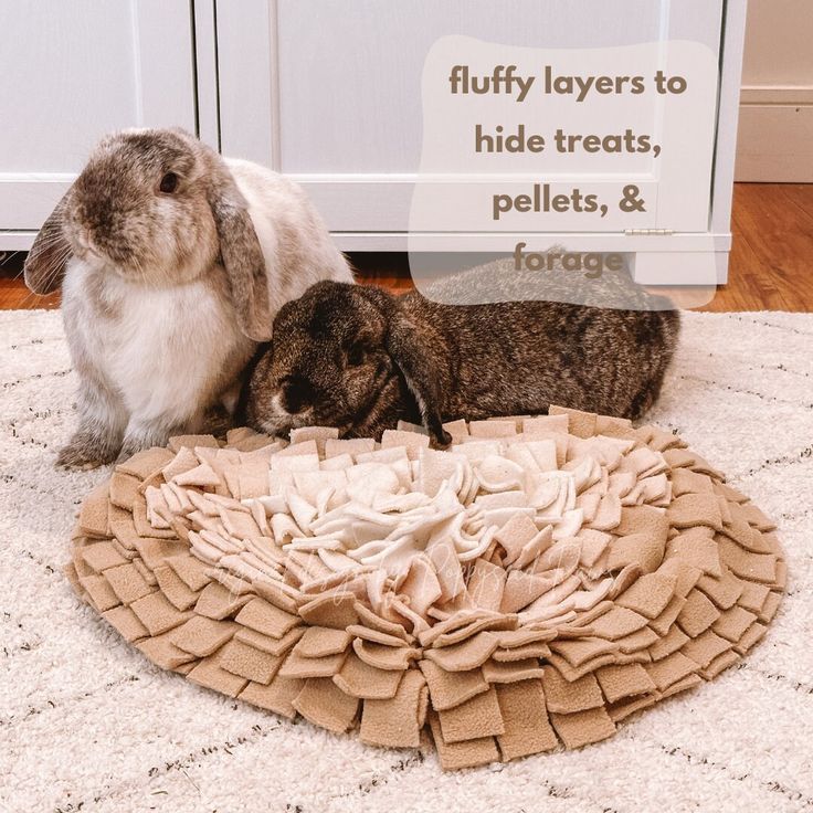 Bonded Bunnies Enjoying Enrichment on the Rug