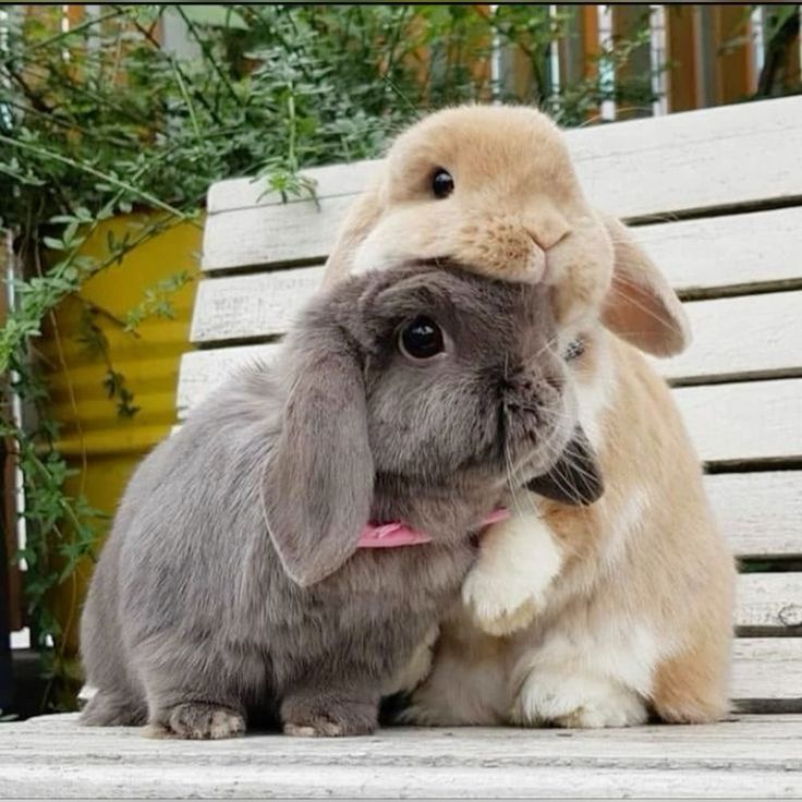 Snuggly Bonded Bunnies Posing Cutely