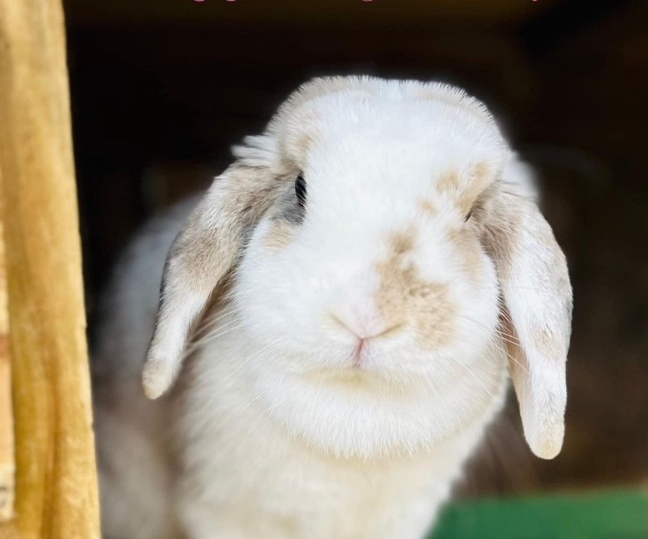 Blue Fawn Tri Holland Lop Doe