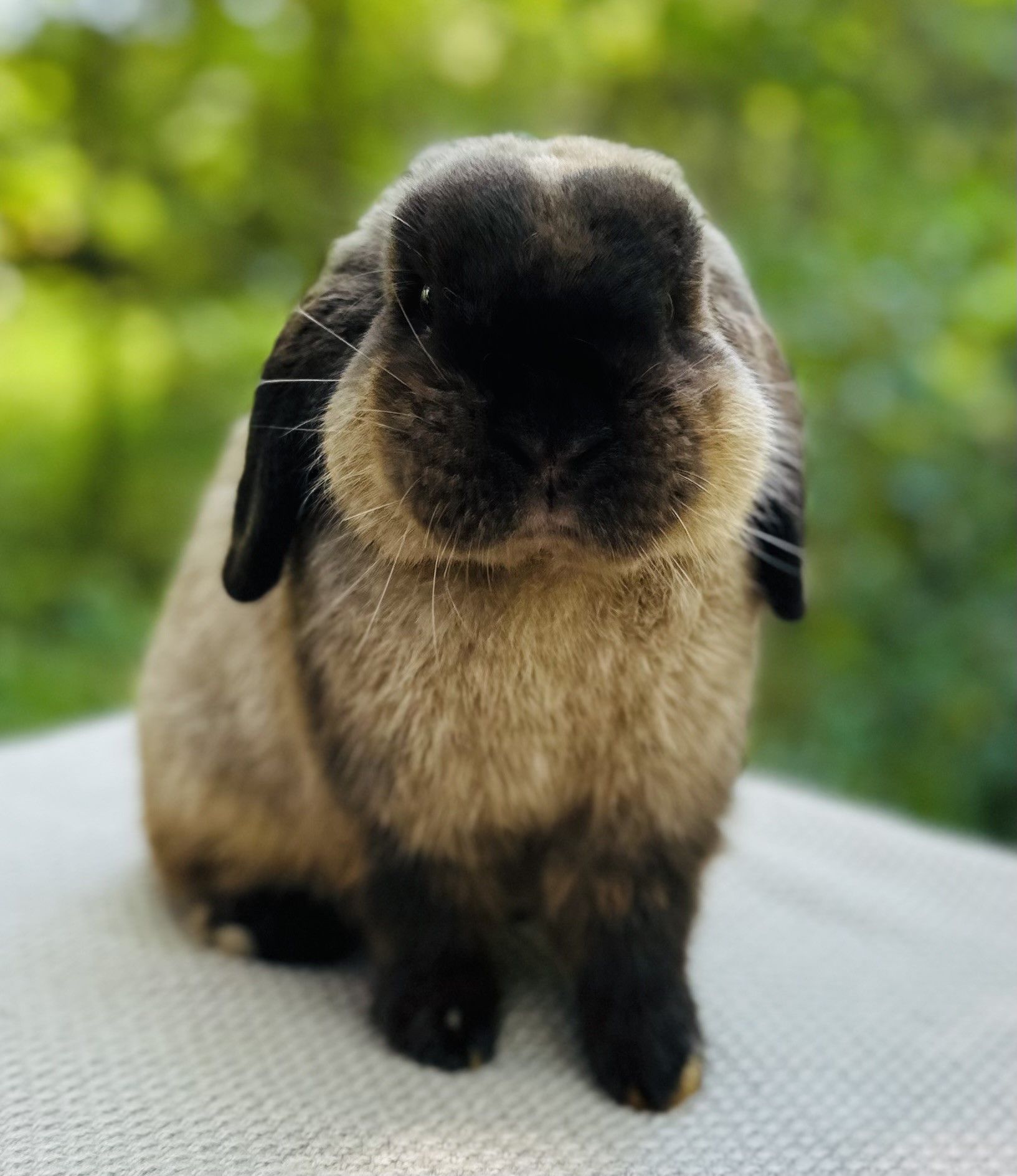 Siamese Sable Point Pedigreed Holland Lop Bunny Rabbit