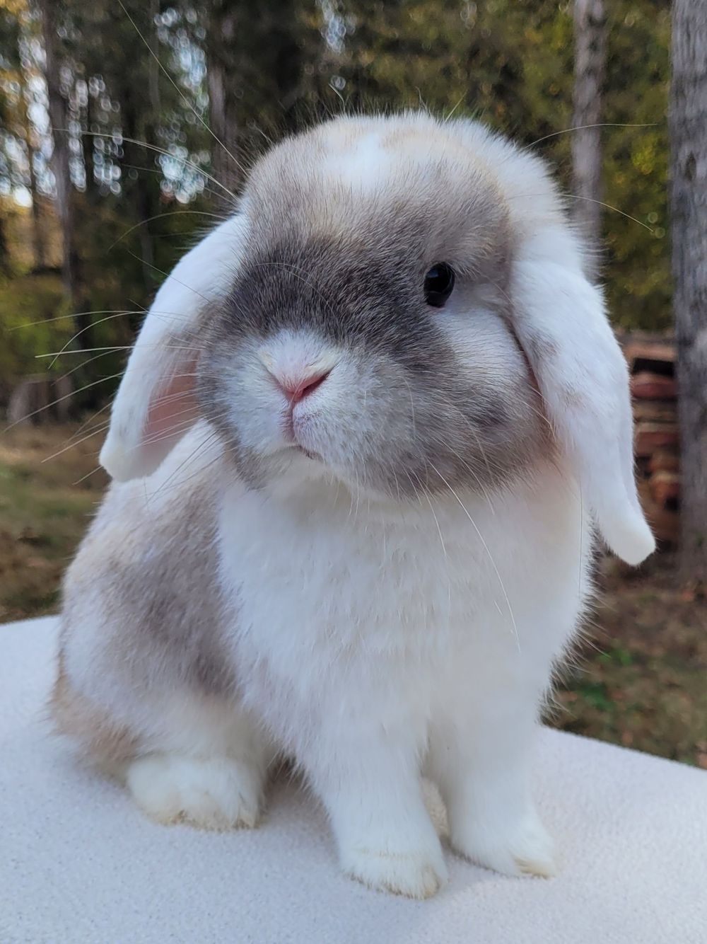 WE (White Ear) Sable Point Holland Lop Bunny