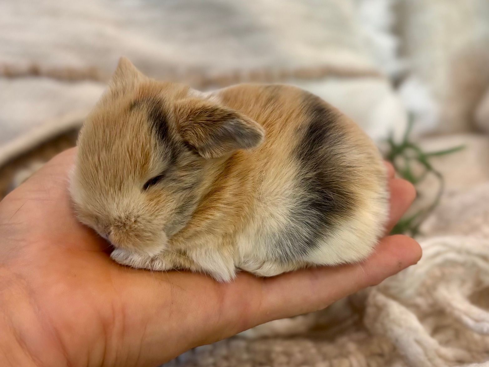 Broken Sable Point Holland Lop