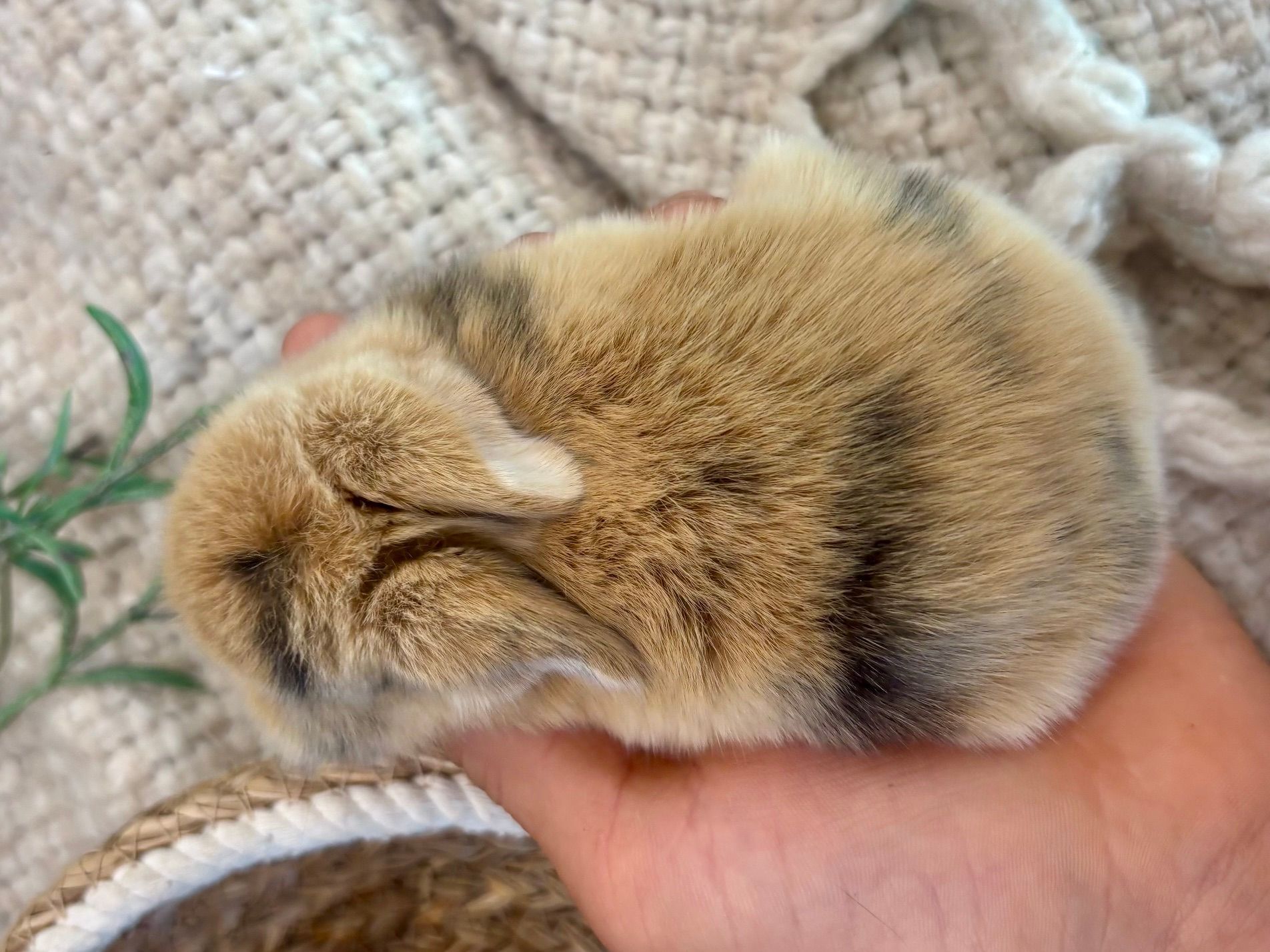 Fluffy gray lop-eared bunny sitting on a woven rug outdoors
Blue point Holland lop