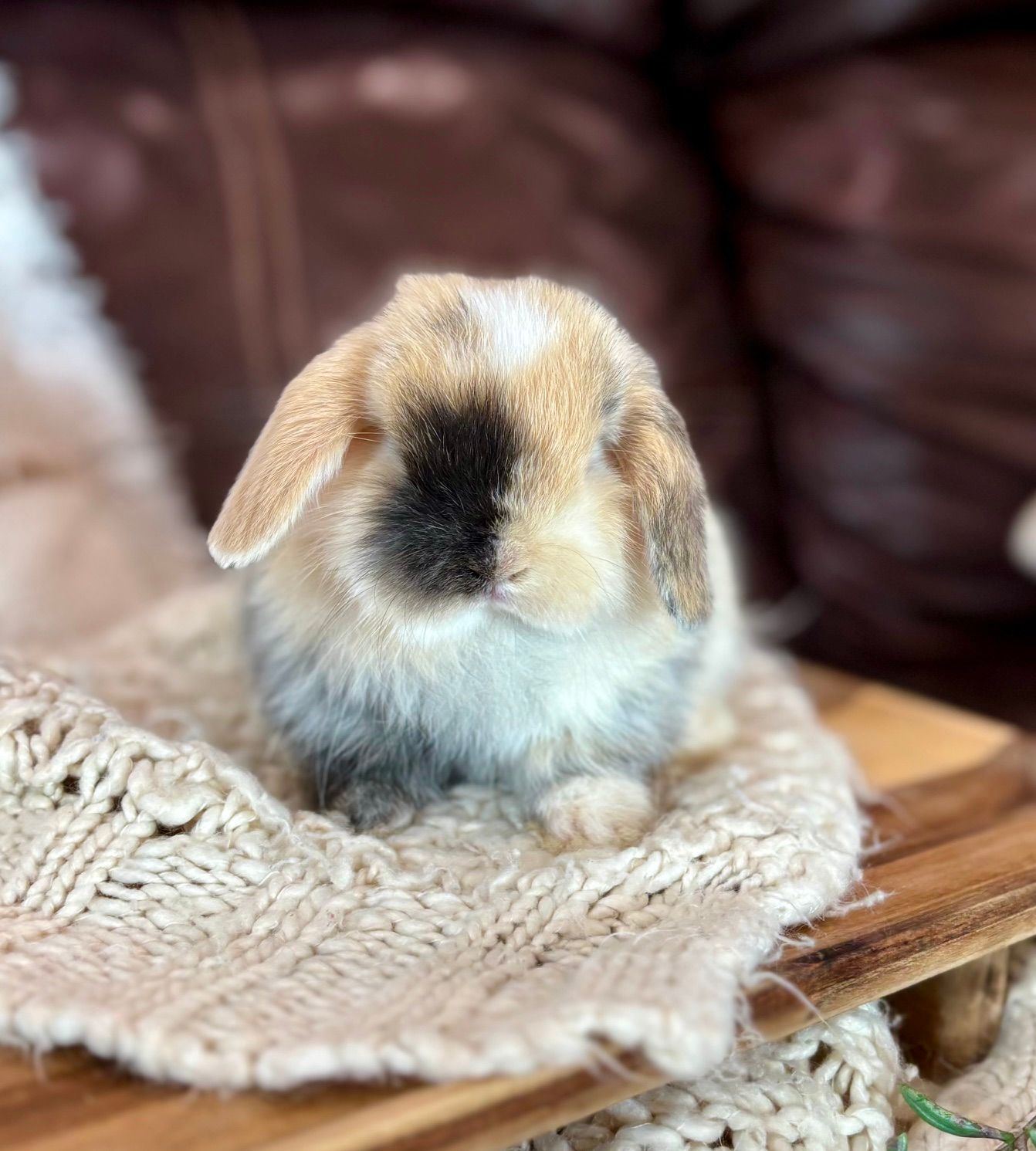 Chocolate Chinchilla Baby Rabbit for Reservation