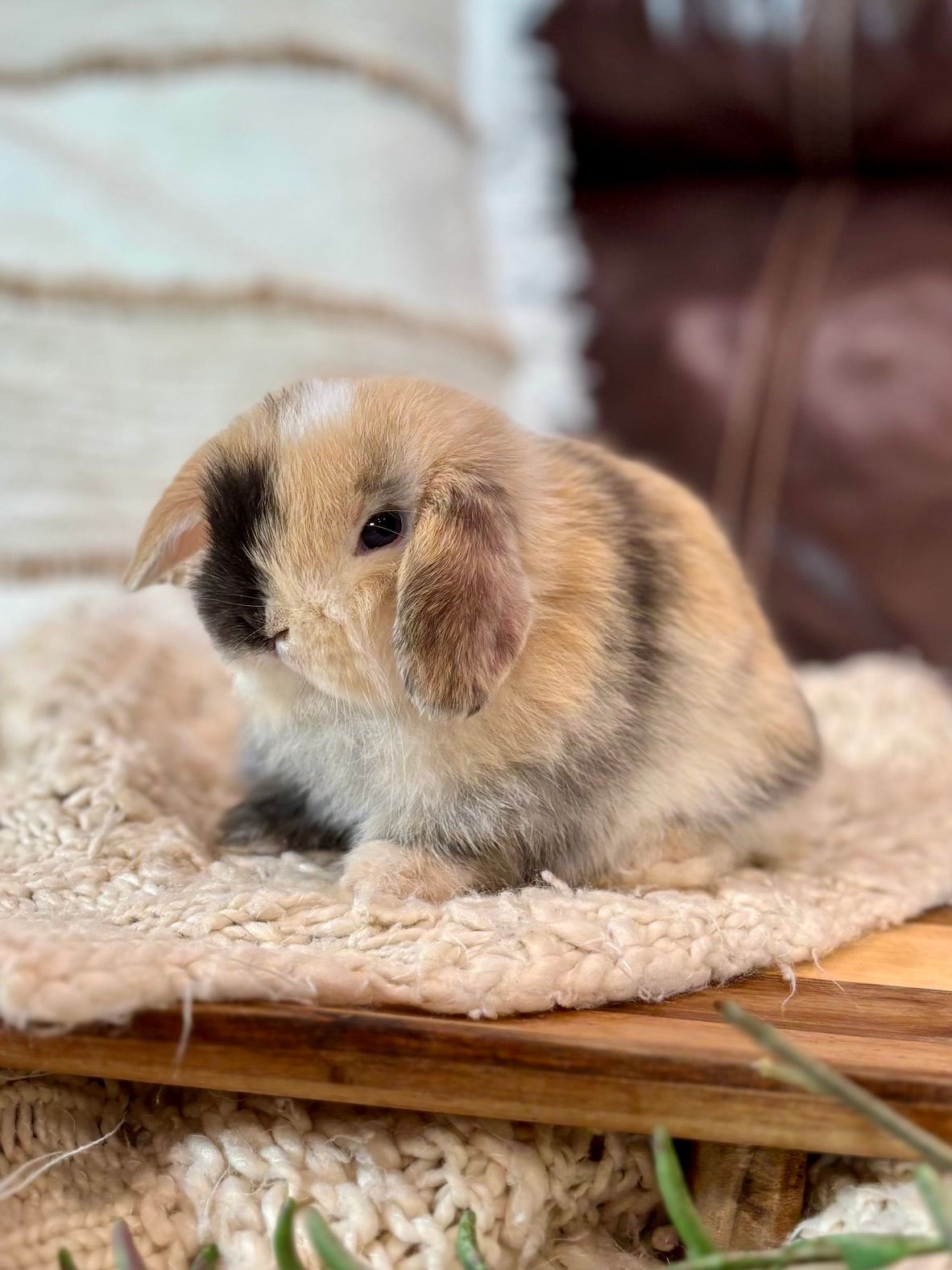Chocolate Chinchilla baby bunny