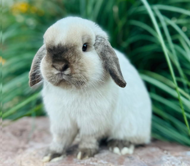Sable Point Holland Lop Bunny