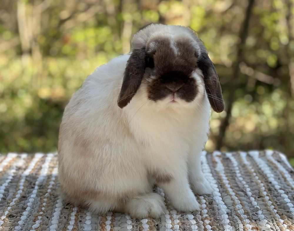 Broken Sable Point Holland Lop Buck