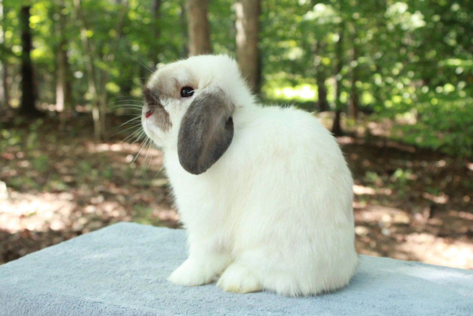 Broken Sable Point Holland Lop Rabbit