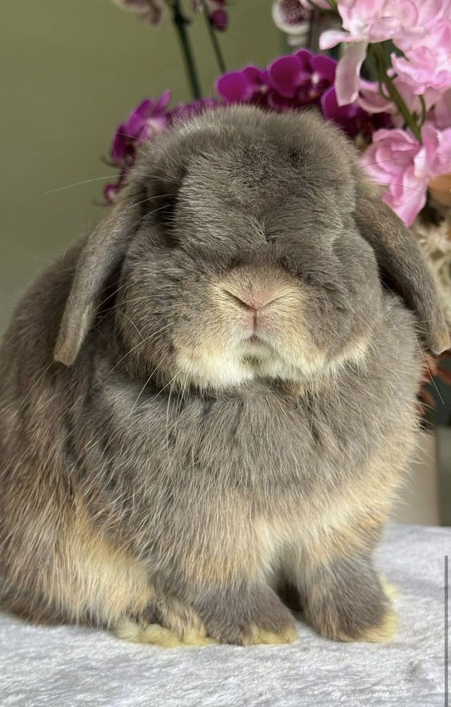 Lilac Otter Purebred Holland Lop Rabbit