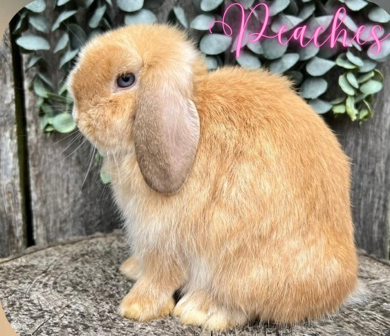 Orange VM (Blue Eyes!) Holland Lop Doe
