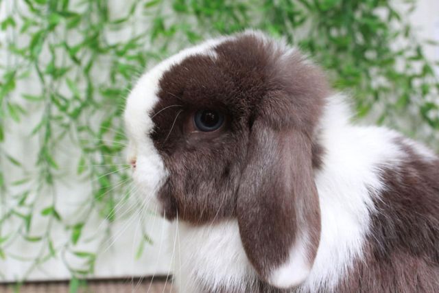 Chocolate VM (Blue eyes!) Purebred Holland Lop