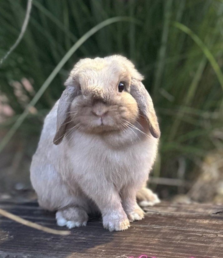 Chocolate Point Purebred Holland Lop Rabbit