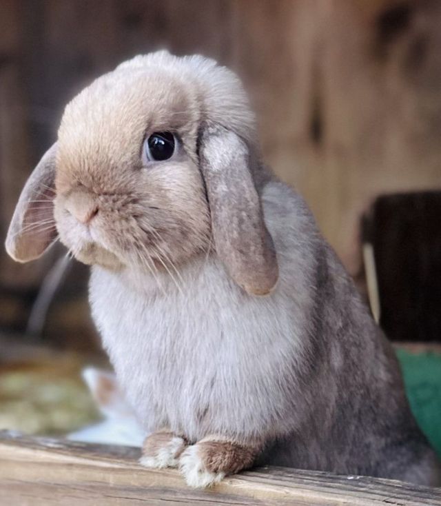 Chocolate Point Holland Lop Doe