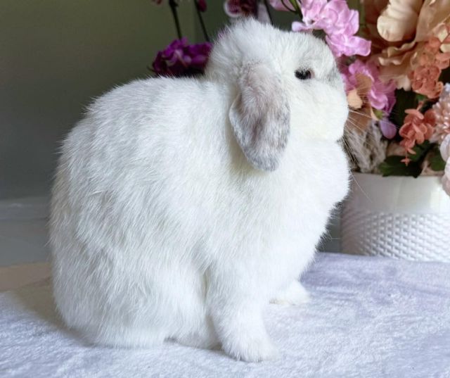 Black Magpie Purebred Holland Lop Bunny