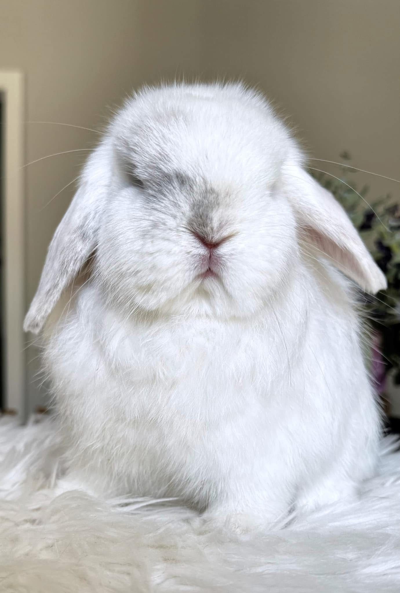 Black Magpie Purebred Holland Lop Bunn