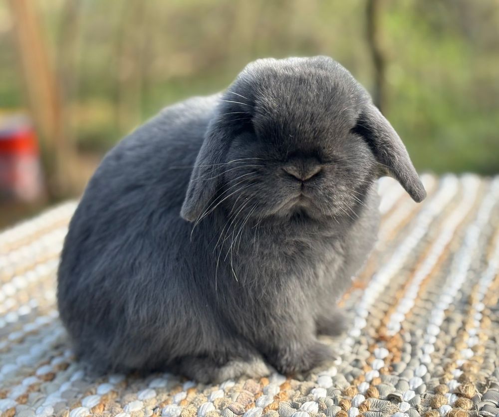 Blue Purebred Holland Lop Bunny